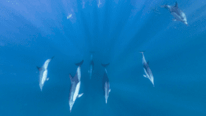 Sardine Run