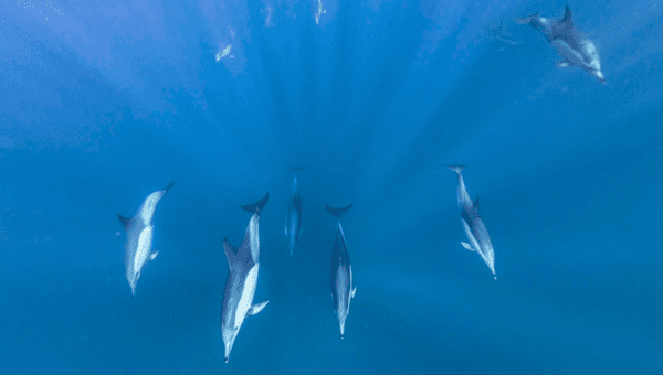 Sardine Run
