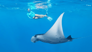 Free diving with Manta Rays