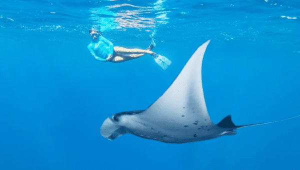 Free diving with Manta Rays