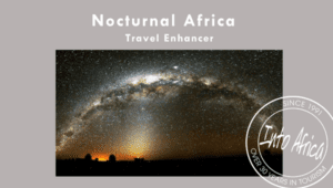 When Africa Comes Alive After Dark